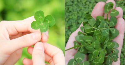 What Does It Mean When You Find a Four Leaf Clover