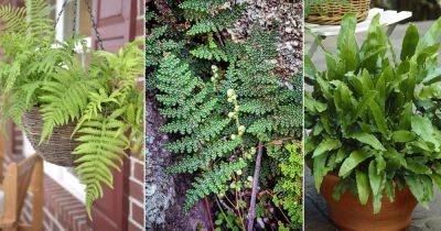 11 Best Drought Tolerant Ferns