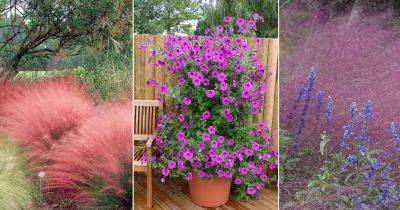 18 Best Pink Muhly Grass Companion Plants
