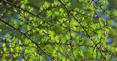 How to Grow a Larch Tree (Larix decidua)