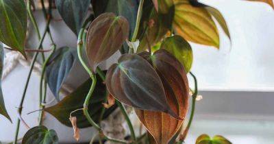 How to Grow Philodendron Micans