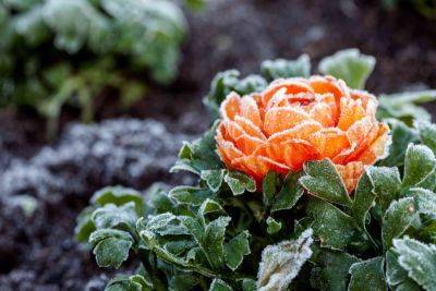 4 Tips to Prevent Frost Damage on Your Plants This Winter