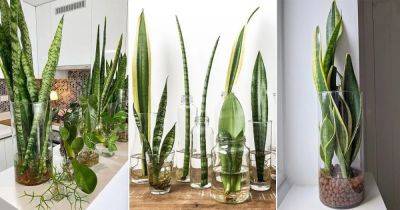19 Beautiful Snake Plants in Jar Ideas