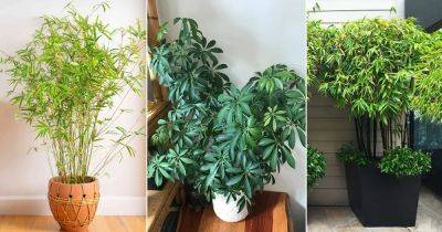 8 Leaf House Plants | Indoor Plants with 8 Leaves