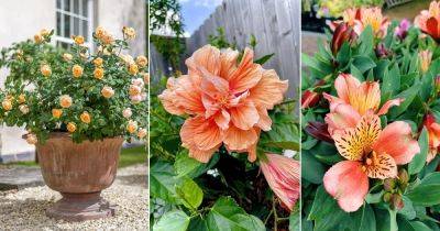 12 Elegant Peach Flowers for the Garden