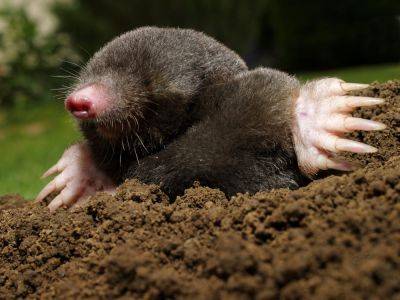 Get rid of moles? Not so fast