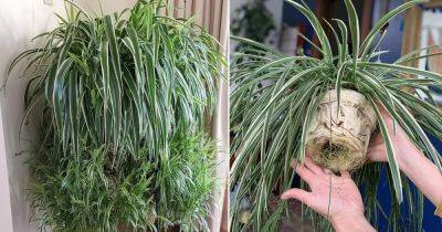 How to Grow Spider Plants Faster