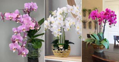 How to Get Orchids to Re-Bloom Faster and Better (5 Best Tricks)