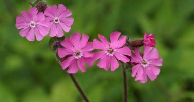 How To Grow And Care For Red Campion (Silene dioica)