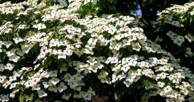 How to Grow and Care for Dogwoods