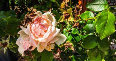 Your gardening questions answered: What’s wrong with my climbing roses?