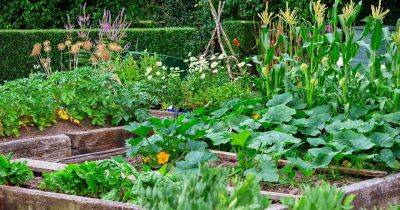 How to Design a Potager Garden