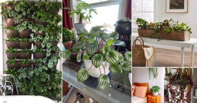 27 Stunning Peperomia Plant Display Ideas