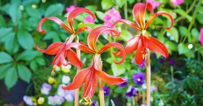 How to Grow and Care for Aztec Lilies