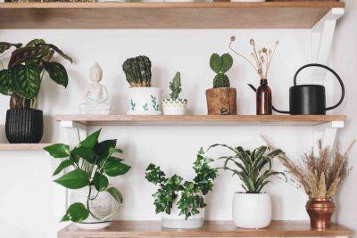 Easyplant Predicts These Houseplants Will Be Everywhere in 2024