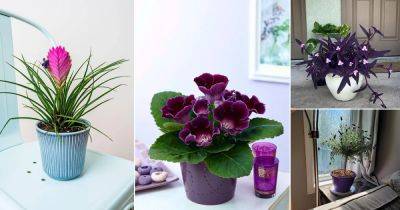 12 Indoor Plants With Purple Flowers
