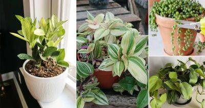 11 Houseplants You Should Prune and Regrow in the Same Pot