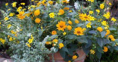 Top 10 Plants for Pots and Containers