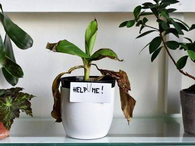 Caring for house plants during the winter