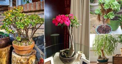 10 Best Succulents for Bonsai