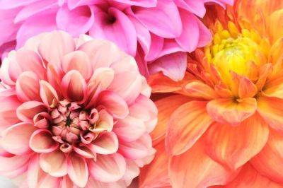 Starting dahlias from tubers in January and February