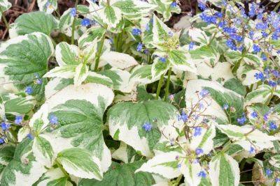 Variegated plants: our top 10 to grow