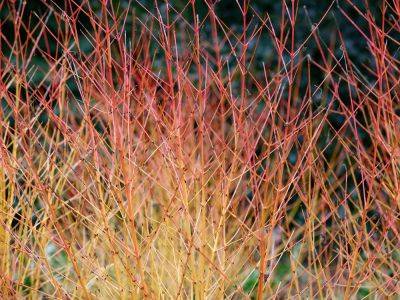 Winter plants with colourful stems