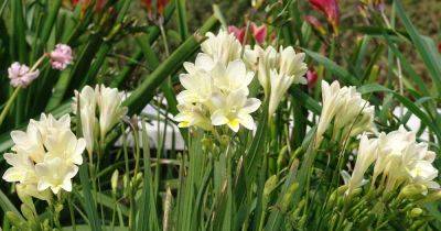 How to Grow and Care for Freesia Flowers