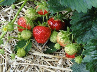 How to plant Strawberries