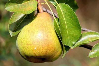 How to Prune Pear Trees – History and How to Grow