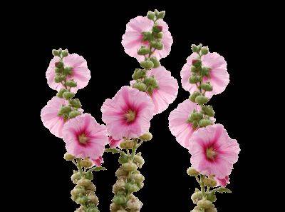 Hollyhock: A Perennials Guide to Planting Flowers