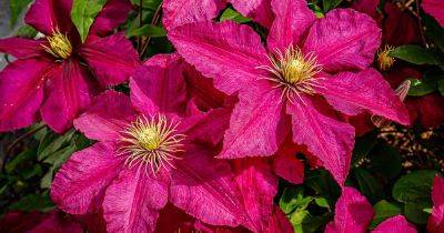 How Long Do Clematis Flowers Bloom?