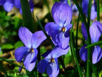 Violet – Perennial Plant, How to grow