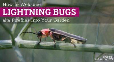 What do Lightning Bugs Eat? Welcoming Fireflies to Your Garden