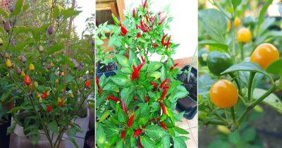 20 Peppers That Grow Upwards
