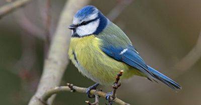 Eight birds to look out for during the Big Garden Birdwatch