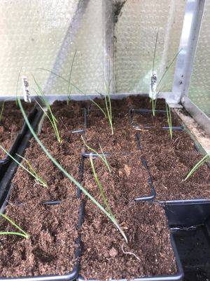 Saturday 23rd & Sunday 24th April 2022 – Pricking out
