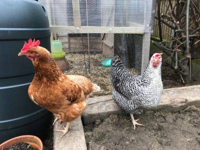 Saturday 27th and Sunday 28th February 2021 – One garden, two greenhouses, two chickens and lots of work.