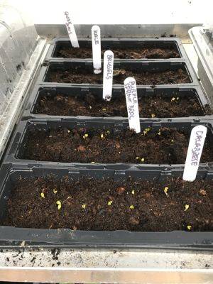 Monday 22nd March 2021 – Onion sets, Spring Onions and some Carrots!