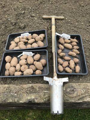 Tuesday 29th March 2022 – Spuddies are in!!