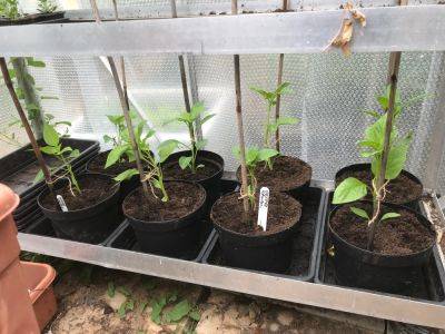 Wednesday 25th May 2022 – Peppers in their final pots