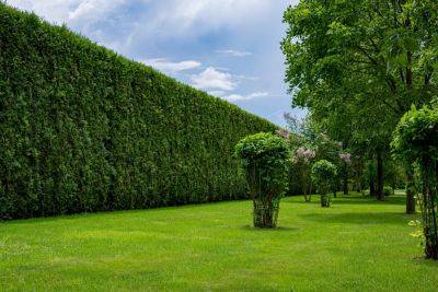 Renovate and revitalise your deciduous hedges
