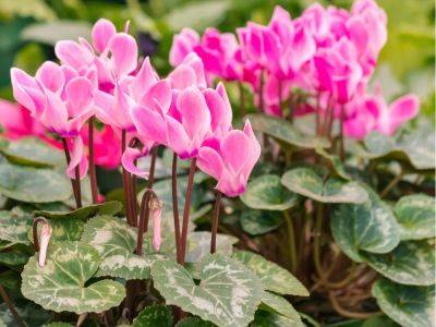 Potted cyclamen will flower again with these simple tips