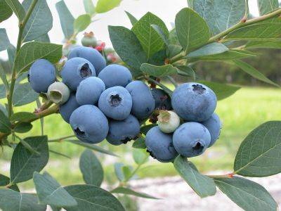 How to Plant Blueberry bushes