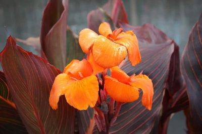 Gardening with Canna or Indian Shot