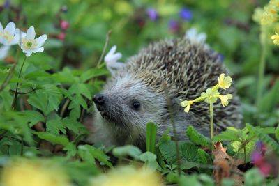 Protect Hedgehogs in Your Garden this Autumn