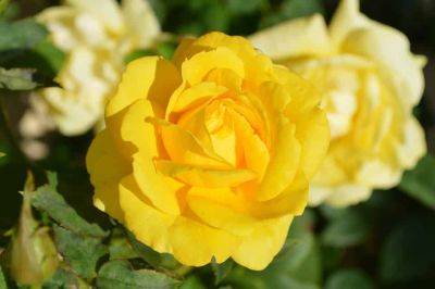 Planting a Yellow Rose