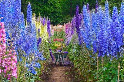 Gardening Guidance for Delphiniums