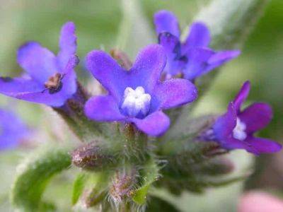 Growing Guide for Anchusa Plant
