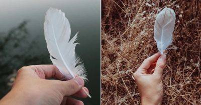 What Does It Mean When You Find a White Feather?